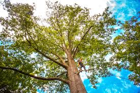 Best Tree Removal  in Aquia Harbour, VA