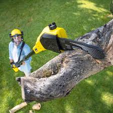 Best Lawn Renovation and Restoration  in Aquia Harbour, VA