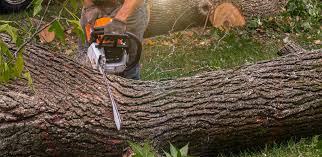 Best Hazardous Tree Removal  in Aquia Harbour, VA