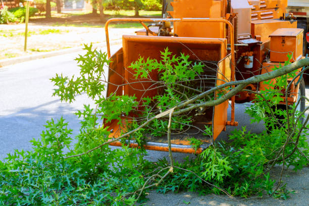 Best Arborist Consultation Services  in Aquia Harbour, VA