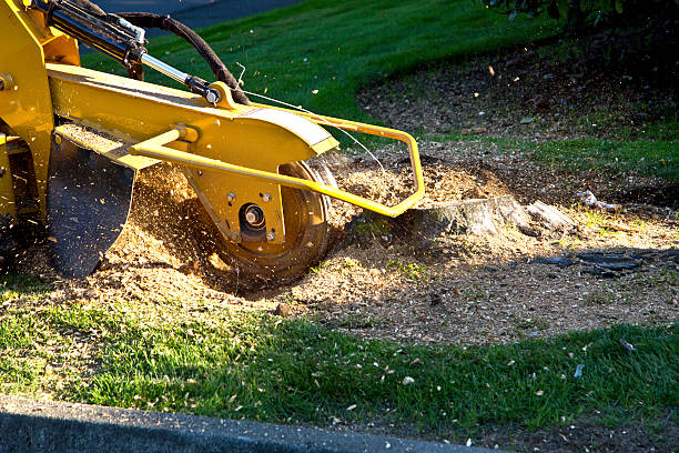 Best Storm Damage Tree Cleanup  in Aquia Harbour, VA