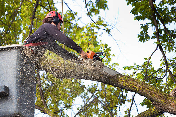 Best Leaf Removal  in Aquia Harbour, VA