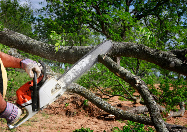 Best Root Management and Removal  in Aquia Harbour, VA