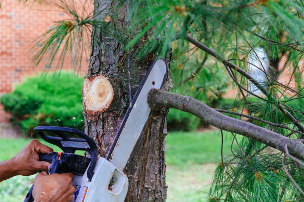 Best Palm Tree Trimming  in Aquia Harbour, VA